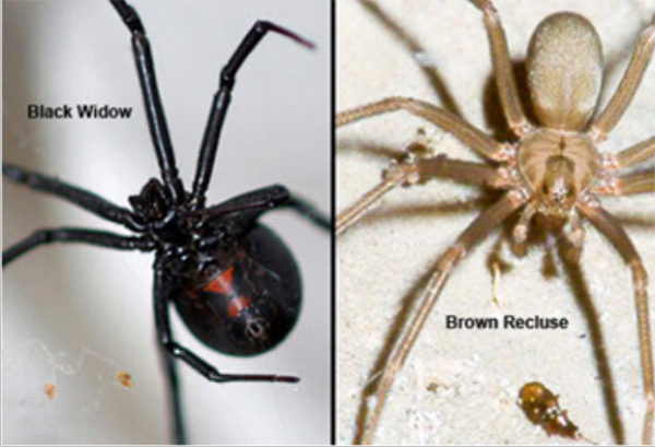 Families Beware of those Spiders
