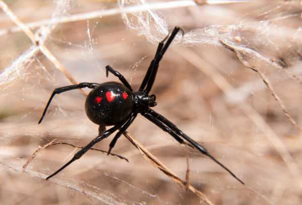 Families Beware of those Spiders
