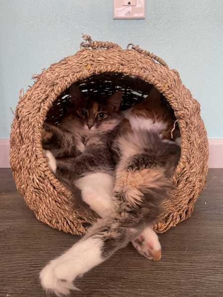 Sun City Kitty